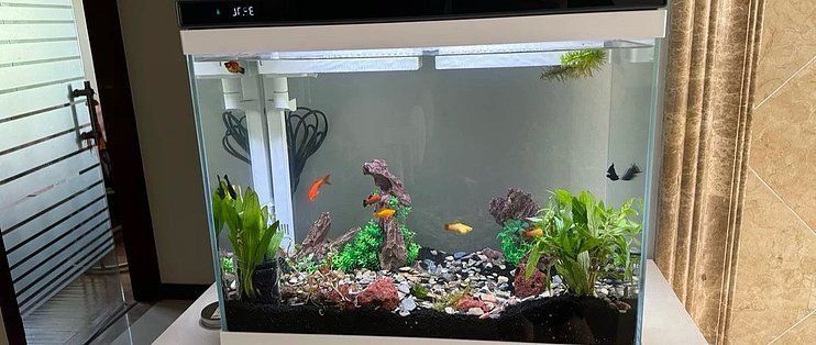 北歐風格魚缸選購指南：北歐風格魚缸維護技巧分享北歐風格魚缸維護技巧分享