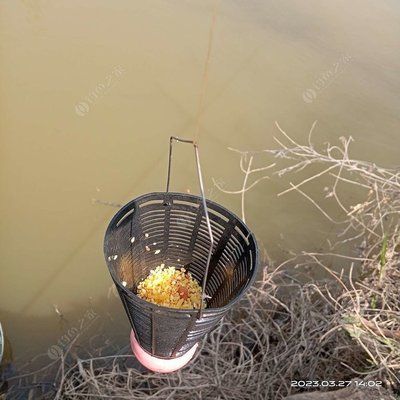 魚缸里的魚甩籽了怎么辦呢：如何處理魚缸內的魚甩籽問題