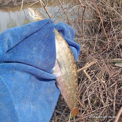 魚缸里的魚甩籽了怎么辦呢：如何處理魚缸內的魚甩籽問題