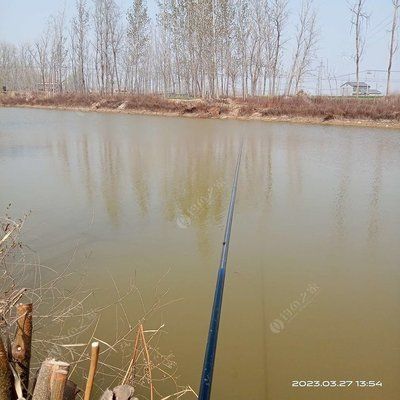 魚缸里的魚甩籽了怎么辦呢：如何處理魚缸內的魚甩籽問題