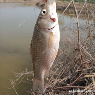 魚缸里的魚甩籽了怎么辦呢：如何處理魚缸內的魚甩籽問題