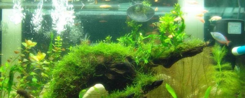 底濾魚缸的水渾濁怎么辦怎么變清（如何處理底濾魚缸水渾濁）