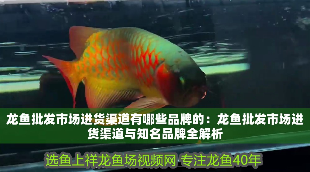 龍魚批發(fā)市場進貨渠道有哪些品牌的：龍魚批發(fā)市場進貨渠道與知名品牌全解析