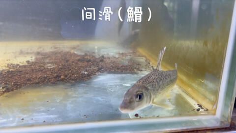 閩江魚缸怎么樣好養嗎視頻：閩江魚缸適合養哪些魚種