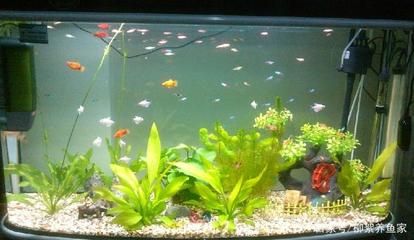 魚缸水質管理的重要性：魚缸換水后水霧蒙蒙怎么辦