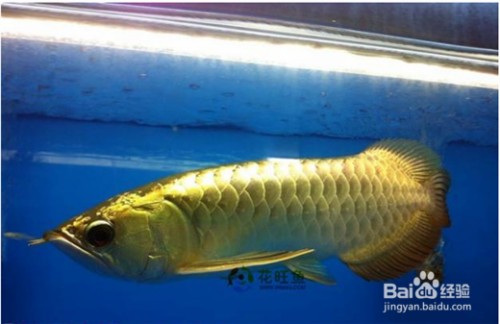 魚缸過濾棉的使用方法（如何使用魚缸過濾棉）