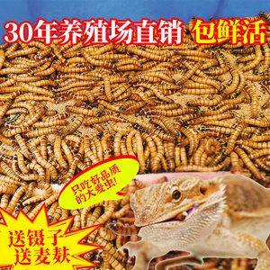 大麥蟲龍魚一次吃多少好，大麥蟲龍魚一次吃多少好呢：大麥蟲龍魚一次吃多少好呢