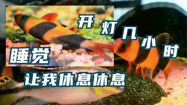 觀賞魚缸燈并不是一定要24小時亮著的，過度照明對魚缸內的生物：觀賞魚缸燈一定要24小時亮著嗎？