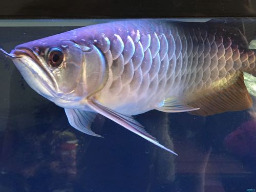 北京龍魚品牌介紹大全集