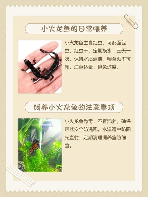 哪種火龍魚更適合家庭飼養？