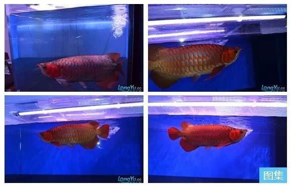 龍魚腸炎可以自愈嗎圖片：龍魚腸炎可以自愈嗎