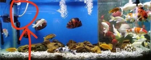 魚缸自循環體系設計方法：魚缸自循環體系的設計方法是提高水族箱水質和生態平衡的關鍵