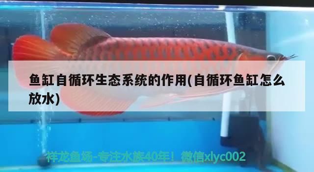魚缸自循環體系設計方法：魚缸自循環體系的設計方法是提高水族箱水質和生態平衡的關鍵