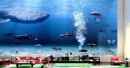 魚缸里的海豚：魚缸海豚的生活習(xí)性