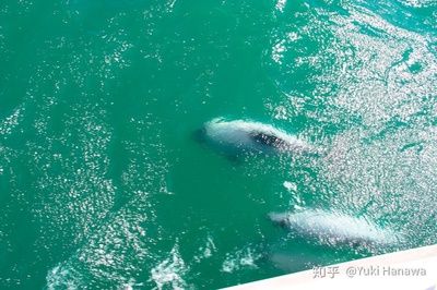 魚缸里的海豚：魚缸海豚的生活習(xí)性