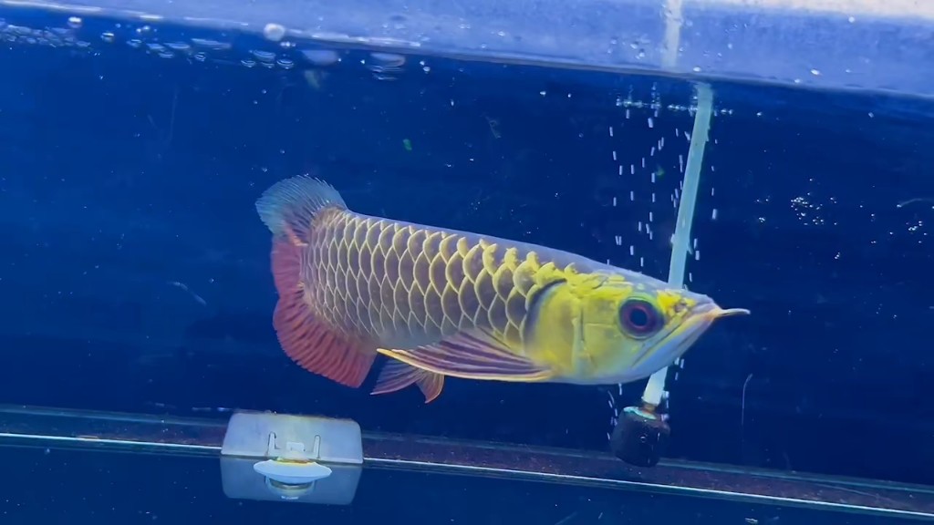 賽級新加坡古典藍底過背金龍魚