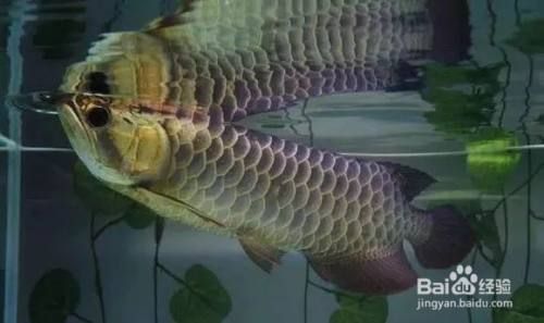 龍魚到家幾天開口了：龍魚到家幾天開口