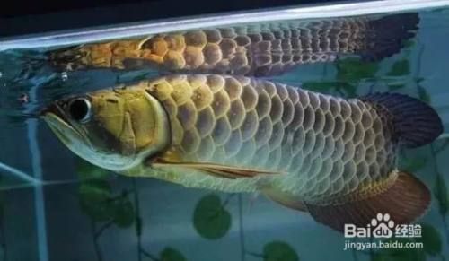 龍魚到家幾天開口了：龍魚到家幾天開口