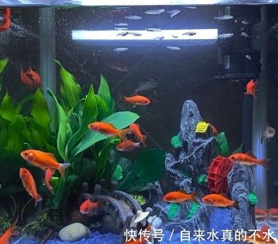 魚缸里的水不清澈是怎么回事（為什么魚缸里的水不清澈）