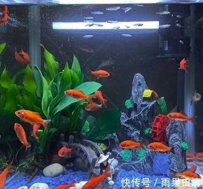魚缸里的水不清澈是怎么回事（為什么魚缸里的水不清澈）
