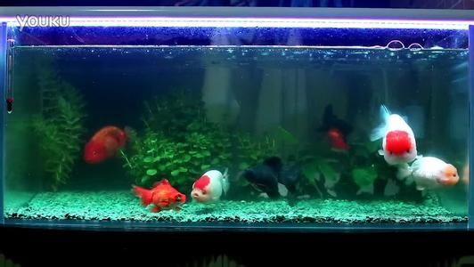 魚缸里的水不清澈是怎么回事（為什么魚缸里的水不清澈）