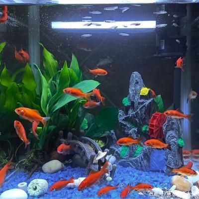 魚缸里的水不清澈是怎么回事（為什么魚缸里的水不清澈）