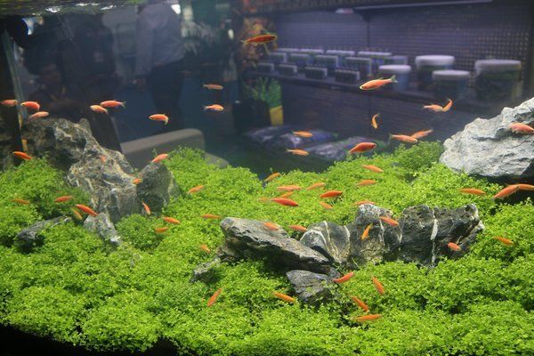 魚缸水質(zhì)如何清洗？：剛做的魚缸水臟可以通過以下幾個步驟進(jìn)行處理與培養(yǎng)