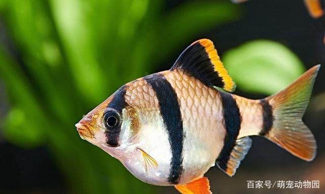 魚缸換水后魚缸換水后魚亂沖是因為水質變化、應激反應：魚缸換水后魚亂沖怎么辦 魚缸換水后魚缸換水后魚亂沖是因為水質變化、應激反應：魚缸換水后魚亂沖怎么辦 魚缸百科 第2張