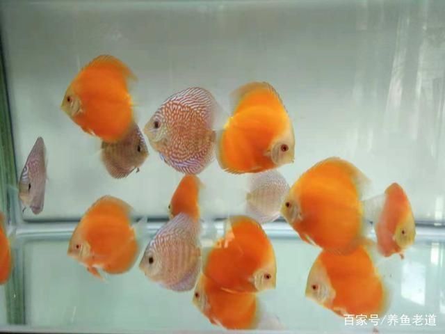 魚缸換水后魚缸換水后魚亂沖是因為水質變化、應激反應:魚缸換水后魚亂沖怎么辦 魚缸百科 第1張 魚缸換水后魚缸換水后魚亂沖是因為水質變化、應激反應:魚缸換水后魚亂沖怎么辦 魚缸換水后魚缸換水后魚亂沖是因為水質變化、應激反應:魚缸換水后魚亂沖怎么辦 魚缸百科 第1張