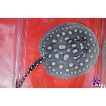成都龍魚魚缸：成都龍魚魚缸，打造水族藝術的精致空間