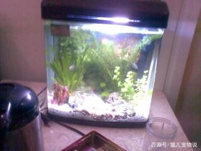 魚缸裝飾物清潔周期建議：魚缸裝飾品裝飾物的清潔周期