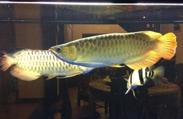 發(fā)金龍魚的說說心情（關(guān)于金龍魚的說說心情）