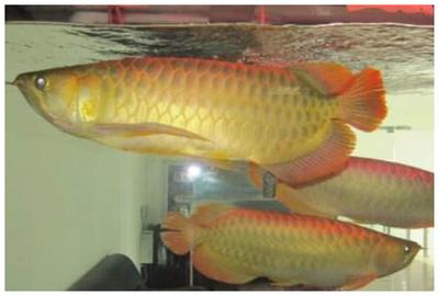 白山市渾江區漁樂圈水族寵物店（白山市渾江區漁樂圈水族寵物店電話）