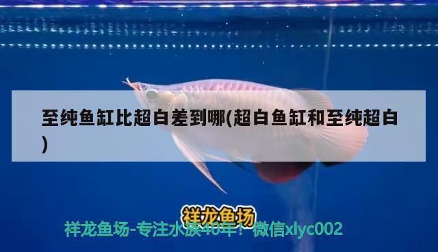 金晶至純超白玻璃魚缸：金晶至純超白玻璃魚缸品牌推薦