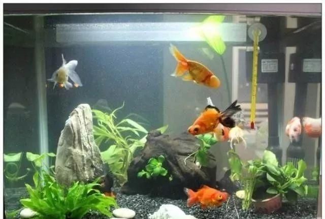 榆林龍魚專賣店：榆林市榆陽區順水魚館東沙店