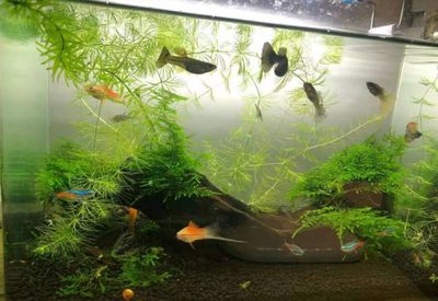 給大魚缸換水需要注意換水量、鹽的添加、水溫差距等問題：如何給大魚缸換水