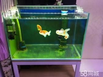 淡水魚缸怎么消毒比較好（如何給魚缸消毒）