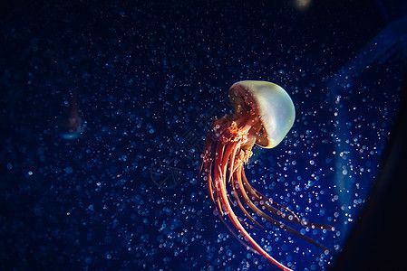 水母魚缸圖片：水母魚缸圖片大全