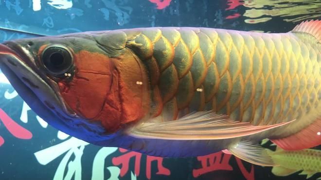 家庭養龍魚能長多大（龍魚能長多大）