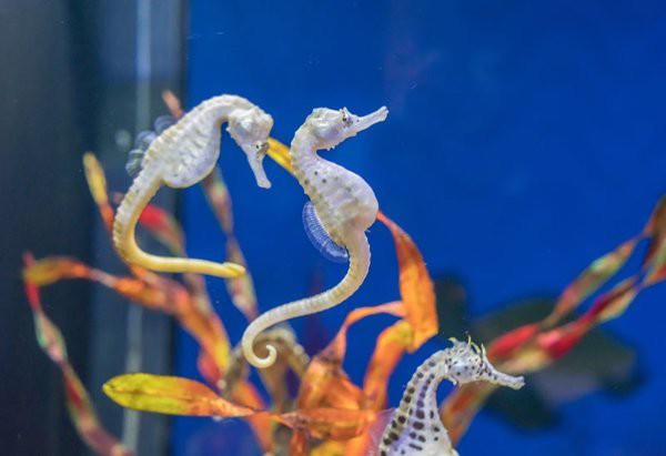 海馬和海龍哪個(gè)更稀有？