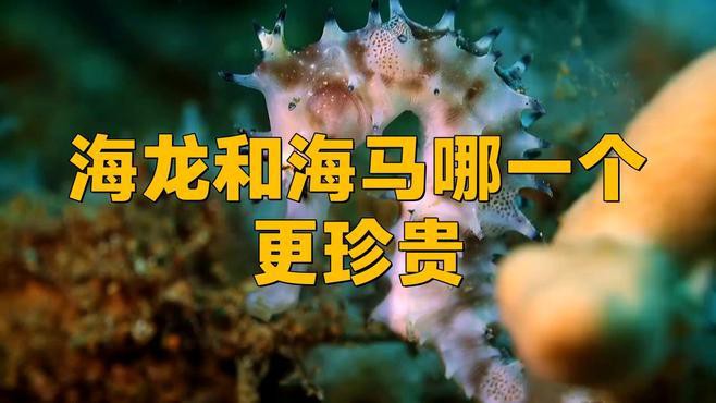 海馬和海龍哪個(gè)更稀有？
