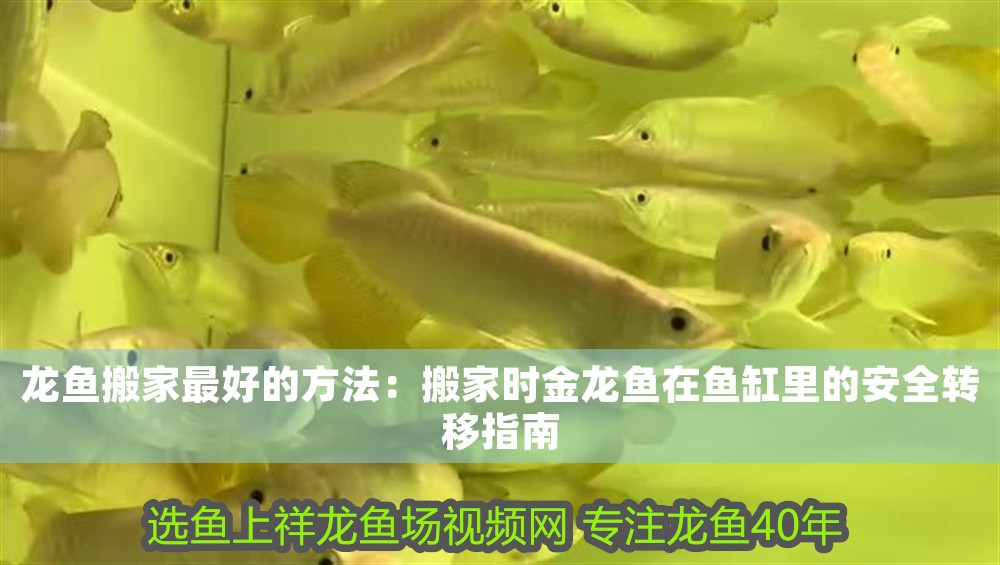 龍魚(yú)搬家最好的方法：搬家時(shí)金龍魚(yú)在魚(yú)缸里的安全轉(zhuǎn)移指南
