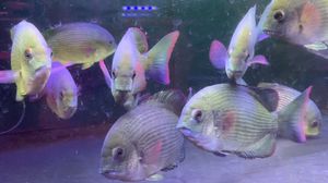 馬拉莫寶石魚繁殖期飲食調整，馬拉莫寶石魚在繁殖期的飲食調整對于其繁殖成功至關重要