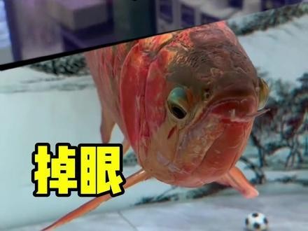 龍魚翹嘴怎么辦才能活起來