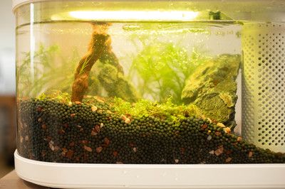 魚缸里的水渾怎么處理