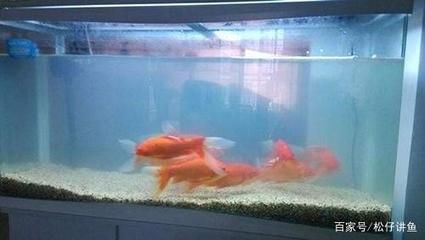 魚缸里的水渾怎么處理