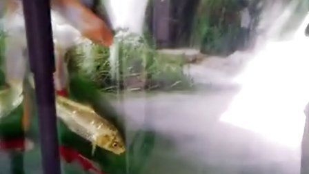 高檔魚缸制作過程視頻：高檔魚缸制作流程
