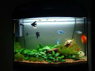 海沙魚缸養(yǎng)什么淡水魚好（如何選擇適合的淡水魚） 海沙魚缸養(yǎng)什么淡水魚好（如何選擇適合的淡水魚） 魚缸百科 第3張