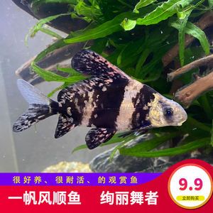 海沙魚缸養(yǎng)什么淡水魚好（如何選擇適合的淡水魚） 海沙魚缸養(yǎng)什么淡水魚好（如何選擇適合的淡水魚） 魚缸百科 第1張