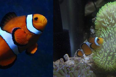海沙魚缸養(yǎng)什么淡水魚好（如何選擇適合的淡水魚） 海沙魚缸養(yǎng)什么淡水魚好（如何選擇適合的淡水魚） 魚缸百科 第4張